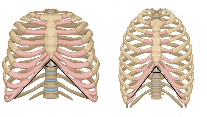 Rib cage anatomy comparison from the ISA article