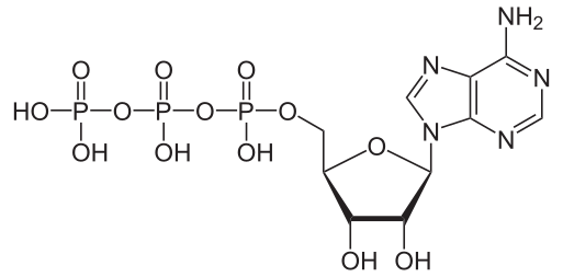 Molecular structure of ATP.